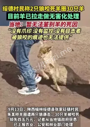 陕西绥德狼咬死30羊事件